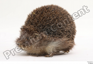 Hedgehog - Erinaceus europaeus  3 whole body 0002.jpg